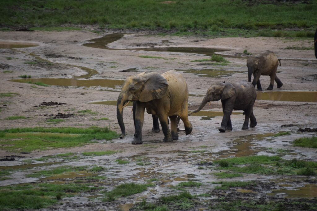 A group of elephants walk through a muddy field.