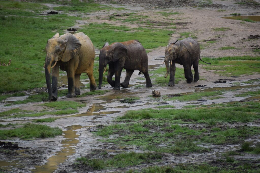 Three muddy elephants walk across a field with wet patches.