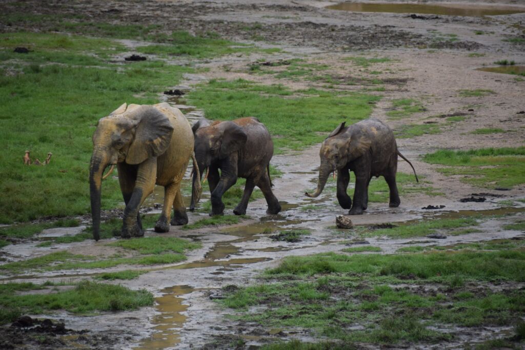 Three elephants, covered in mud, walk across a muddy field with patches of green grass and shallow puddles.