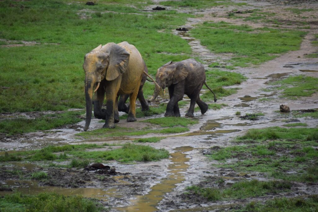 A muddy landscape features two elephants, one significantly larger than the other, walking through the wet terrain with grass and puddles surrounding them.