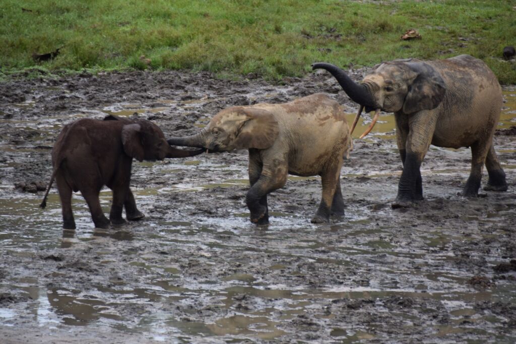 Three elephants, including a dark brown calf, stand in a muddy area, with the two smaller ones interacting trunk-to-trunk while a larger elephant stands behind them.