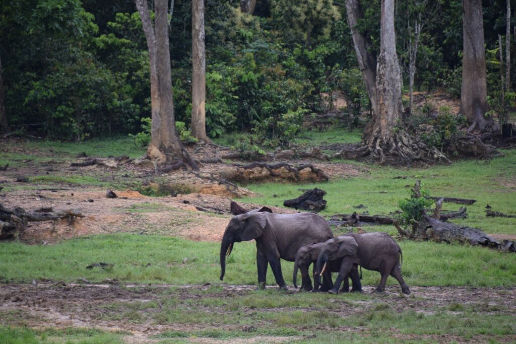 Three forest elephants traverse a grassy clearing amid a lush, green rainforest, their grey hides contrasting with the vibrant foliage.