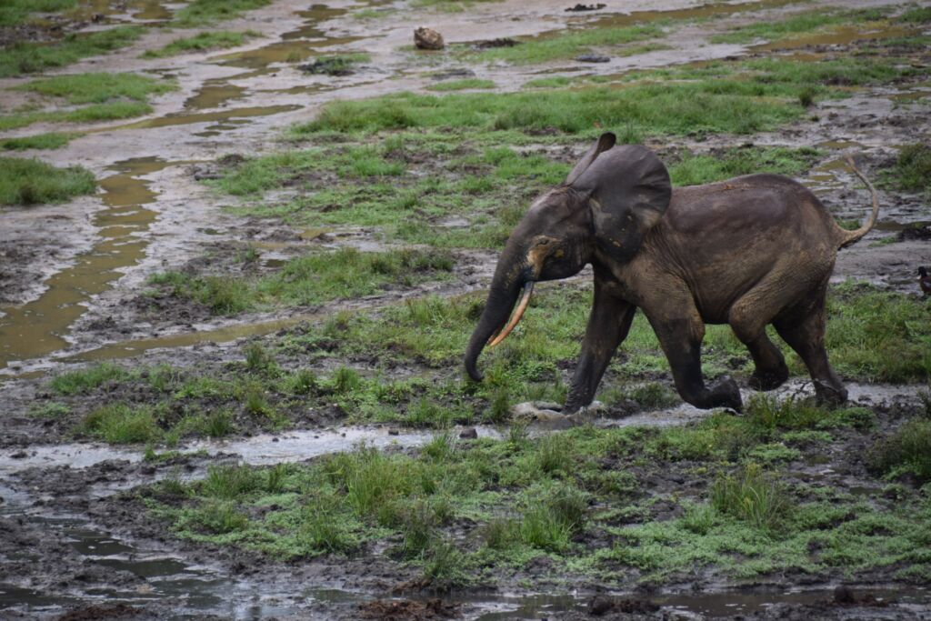 An elephant runs through a marshy field.