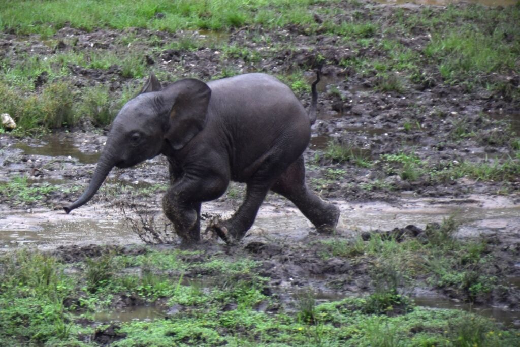 A baby elephant runs through a muddy field, splashing water as it goes.