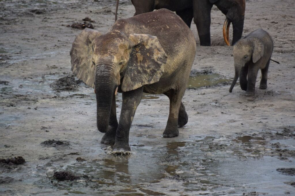 An adult elephant walks through muddy water, with a baby elephant and another adult elephant in the background.