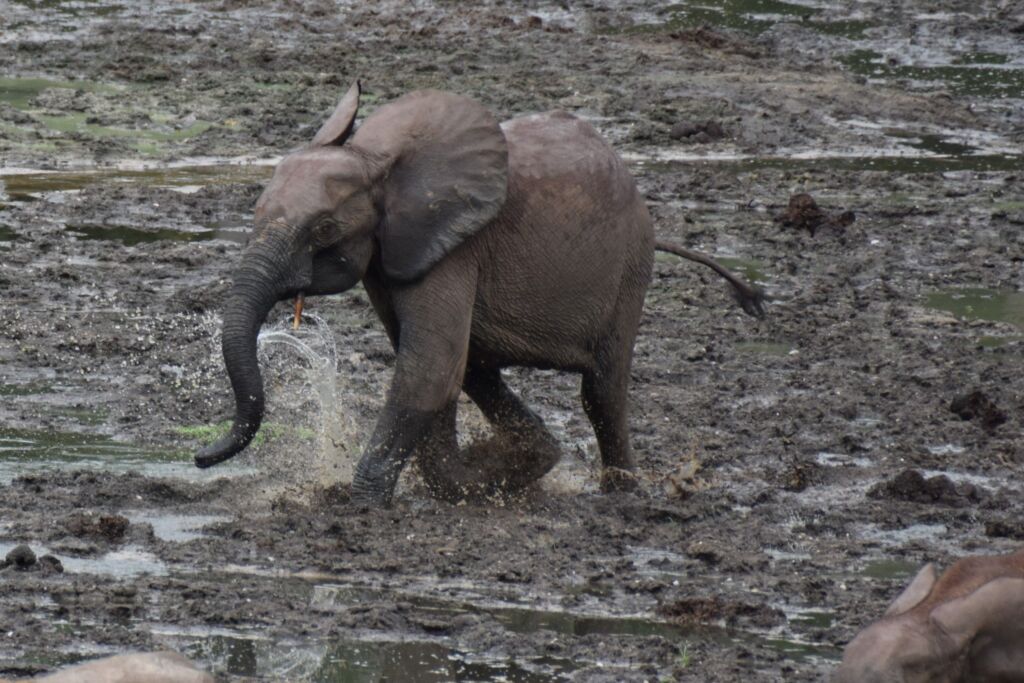 A young elephant joyfully splashes through a muddy pool, its trunk spraying water as it wades.