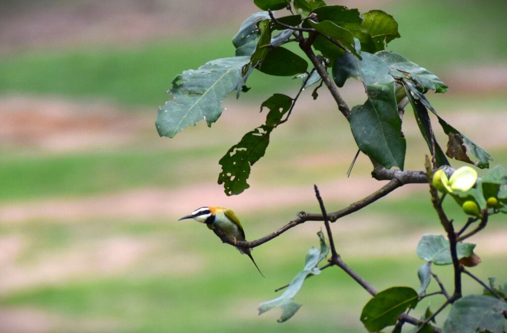 A small colorful bird with a long tail perches on a branch amidst green leaves against a blurred background.