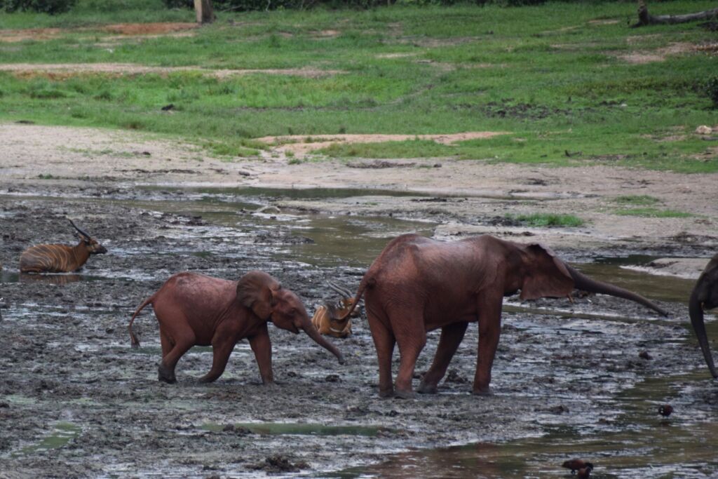 Two red elephants, one baby and one adult, are walking in the mud, while an antelope is standing in the water in the background.