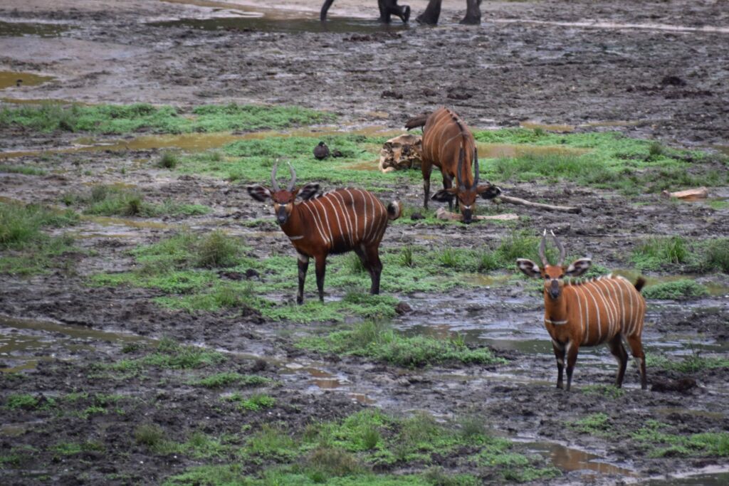 Three Bongo antelopes stand amidst a muddy landscape with patches of green grass and puddles of water.