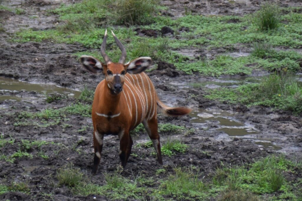 A bongo stands in a muddy field, looking at the camera. It is an orange-brown color with white stripes and has large ears and curving horns.
