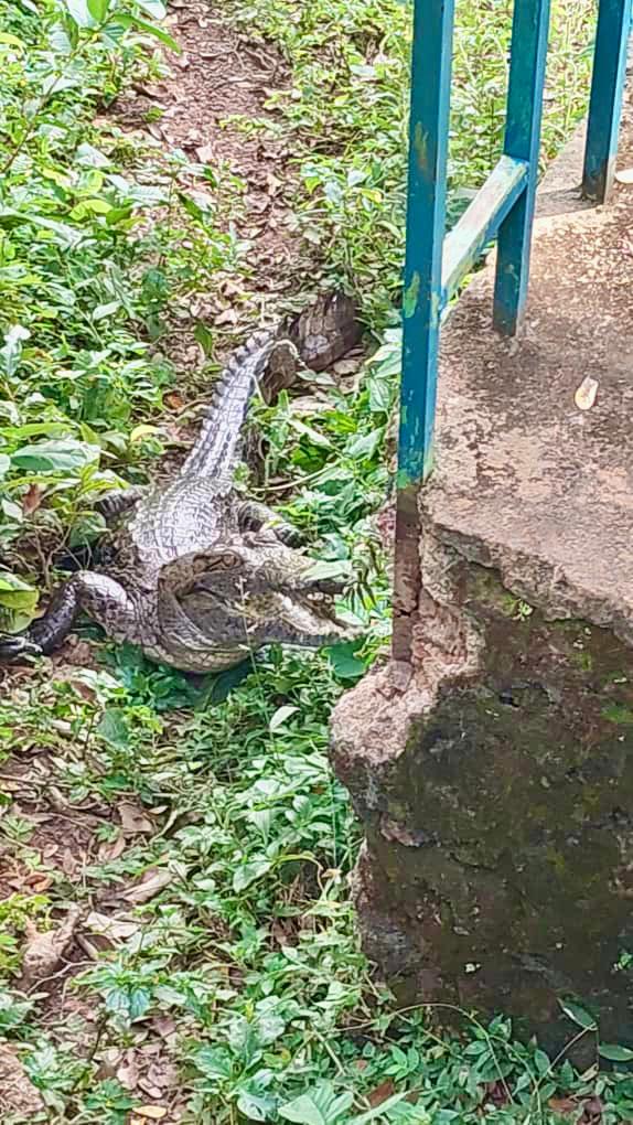 An alligator lies near a walkway with green foliage surrounding it.