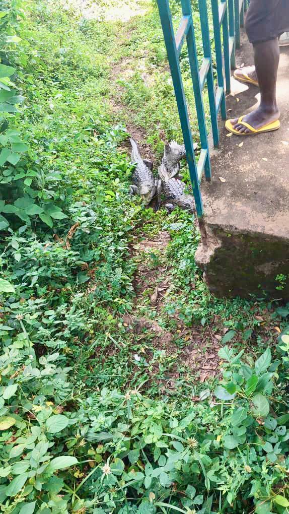 Three crocodiles lie in the grass near a walkway with a person standing on it, wearing yellow flip-flops.