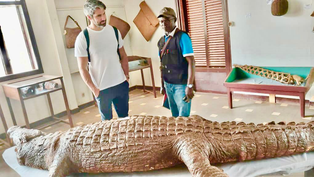 Two men admiring a huge stuffed crocodile exhibited on a table in a museum.